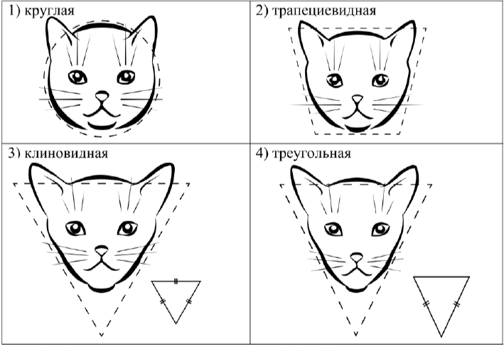 В. Форма головы