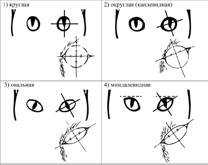 Г. Форма глаз