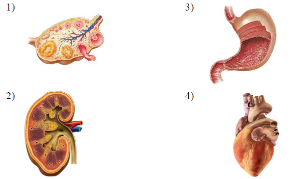 Под каким номером изображён орган выделительной системы человека?
