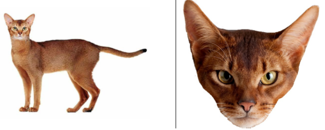 Рассмотрите фотографию кошки светло-коричневого окраса. Выберите характеристики, соответствующие внешнему строению кошки, по следующему плану: окрас шерсти, форма ушей, форма головы, форма глаз.