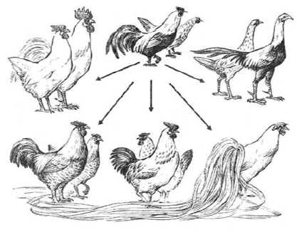 Рассмотрите рисунок, на котором изображены породы кур, выведенные человеком от общего предка – банкивских кур. Какое ОБЩЕЕ свойство живых систем иллюстрирует данный рисунок?