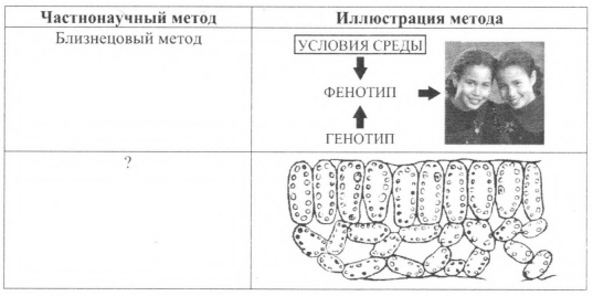 Рассмотрите таблицу «Методы биологических исследований». Запишите биологических исследований». Запишите обозначенный в таблице вопросительным обозначенный в таблице знаком.