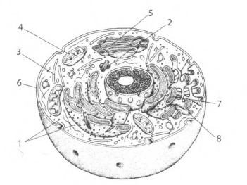 Каким номером на рисунке обозначен аппарат Гольджи?