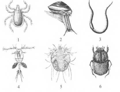 На рисунке под каким номером изображён организм, имеющий в жизненном цикле стадию куколки?