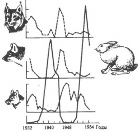 Рассмотрите рисунок, иллюстрирующий отношение «хищник - жертва». Заполните пустые ячейки таблицы, используя элементы, приведённые в списке. Для каждой ячейки, обозначенной буквой, выберите соответствующий элемент из предложенного списка.