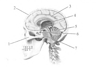 Каким номером на рисунке обозначен варолиев мост?