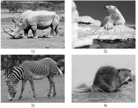 Какие из этих животных обитают в естественной среде (не в зоопарке) на материке А, а какие – на материке Б? Запиши номера фотографий с изображением этих животных.