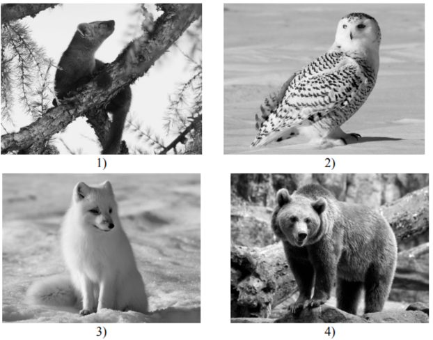 Какие из этих животных обитают в естественной среде (не в зоопарке) на территории природной зоны А, а какие – природной зоны Б? Запиши номера фотографий с изображением этих животных в таблицу под соответствующими буквами.