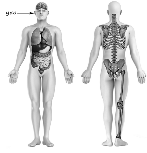 Рассмотри изображение человека. Покажи стрелками и подпиши голень, плечо и желудок человека так, как показано на примере.