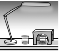 Артём проводил наблюдения за прорастанием семян гороха и появившимися ростками. Чтобы выяснить, влияет ли освещённость на скорость прорастания, он взял два стакана, положил в каждый из них несколько одинаковых семян гороха и залил водой из одной бутылки так, чтобы семена были полностью в воде. Оба стакана Артём поставил на стол под лампу дневного освещения, но один из них заслонил от лампы картонной коробкой с вырезанными отверстиями. Затем Артём наблюдал за появляющимися в обоих стаканах ростками.